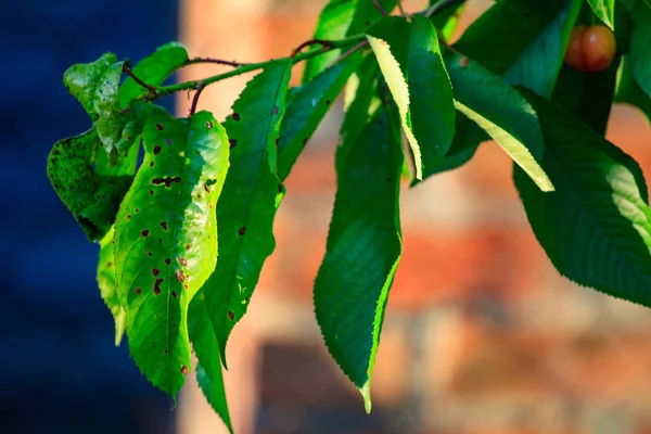 Close-up of a leaf of merry with brown spots caused by fungal diseases — Stock Photo, Image