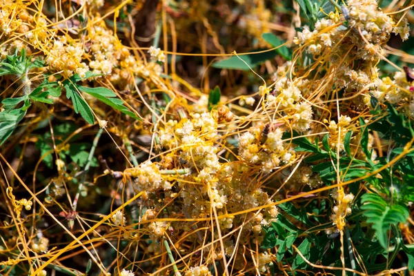 Dodder Gênero Cuscuta é O parasita envolve — Fotografia de Stock