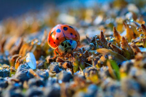 O girassol com sementes pretas e joaninha — Fotografia de Stock