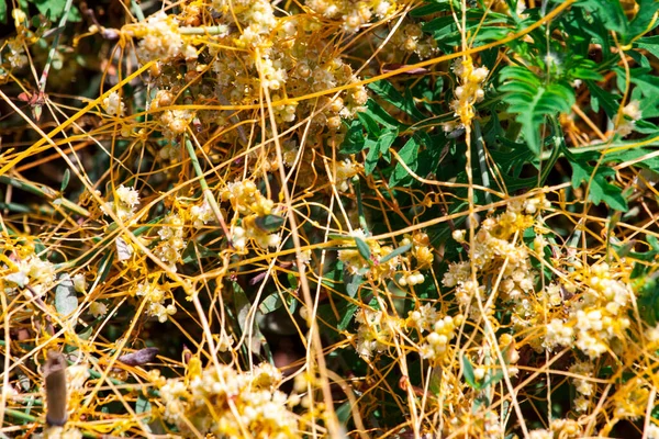 Schwarzfahrer-Gattung cuscuta ist die Parasitenwickel — Stockfoto