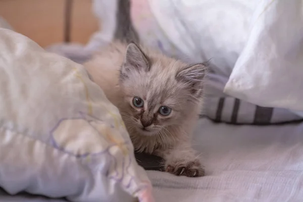 Kitten with blue eyes on reflective background — 스톡 사진