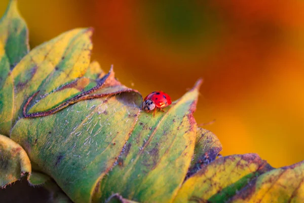 Makro berušky na stéblu trávy — Stock fotografie