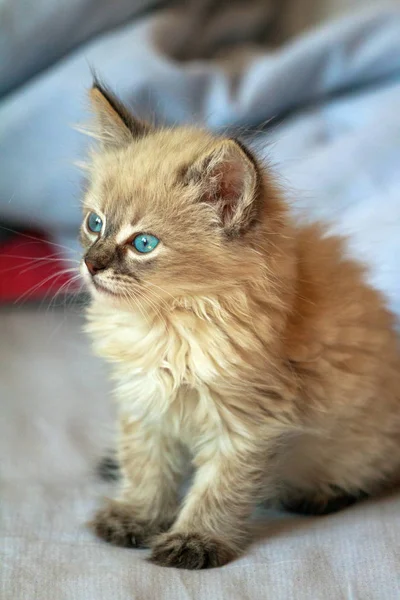 Gatinho com olhos azuis no fundo reflexivo — Fotografia de Stock