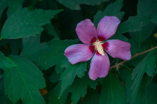 Přírodní ibišek a plumériemi květiny — Stock fotografie