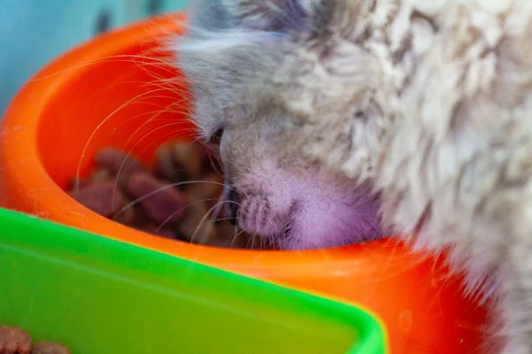 Котята едят кошачий корм фон — стоковое фото
