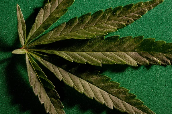 Achtergrond van cannabis drugs bladeren. — Stockfoto
