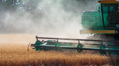 Buğday tarlasında hasat..