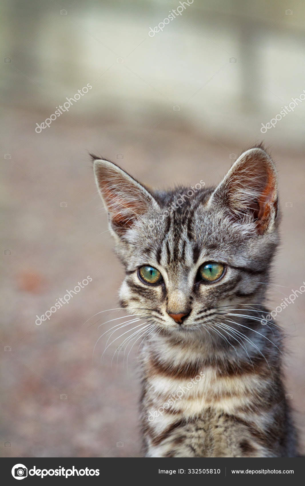 Asetaminofen zehirlenmesinden şişmiş yüzlü kedi yavrusu — Stok Foto