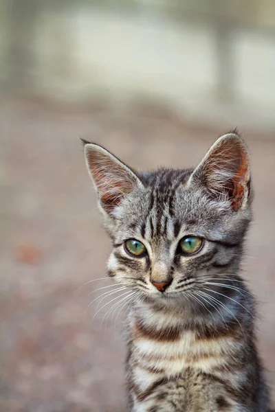 Gezwollen gezicht kitten van Acetaminophen toxiciteit — Stockfoto