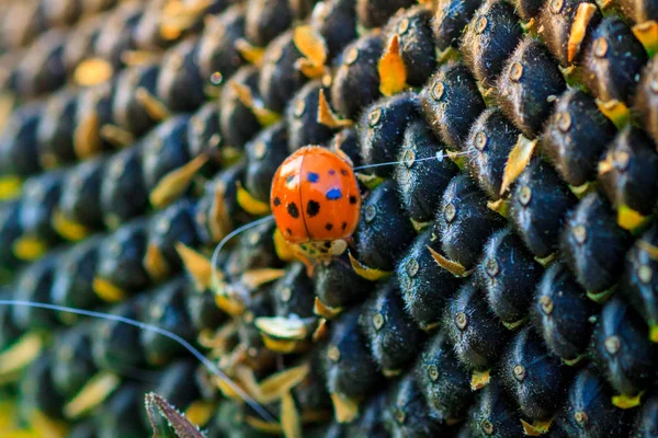 O girassol com sementes pretas e joaninha — Fotografia de Stock