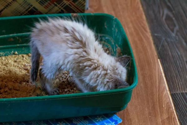 子猫がトイレで排便します。 — ストック写真