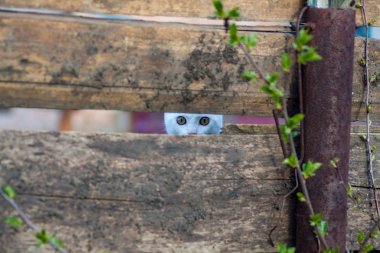Cat peeking from Barn Door clipart