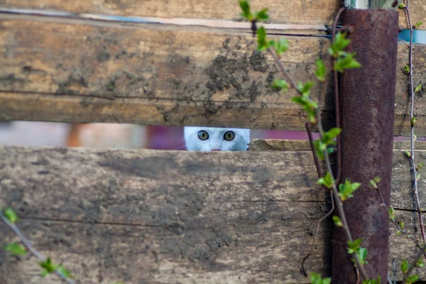 Chat regardant de la porte de la grange — Photo
