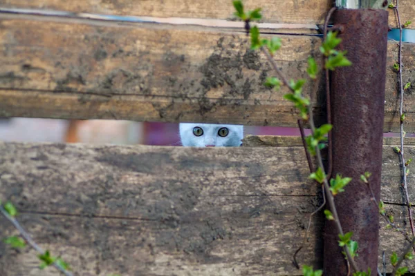 Gato espreitando da porta do celeiro — Fotografia de Stock