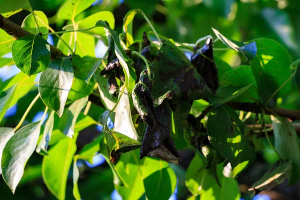 Erwinia amylovora bactéria queimadura bacteriana de brotos jovens da macieira — Fotografia de Stock