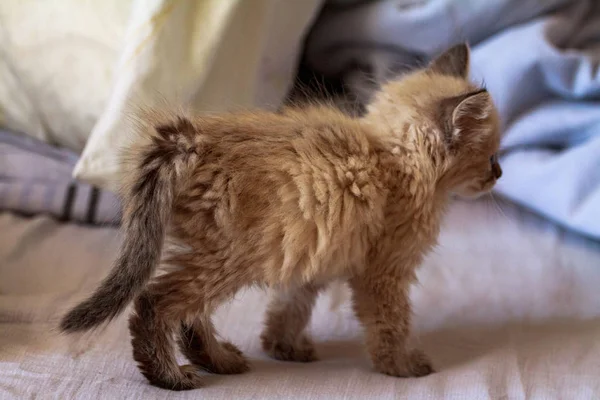 Chaton avec des yeux bleus sur fond réfléchissant — Photo