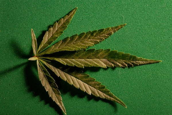 Samenstelling van verse marihuana plant en bladeren — Stockfoto