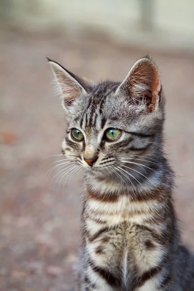 Опухшее лицо котенка от ацетаминофена токсичности — стоковое фото
