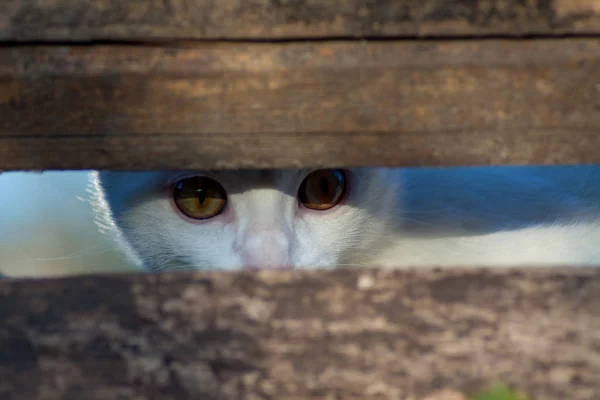 Кота, выглядывающего из амбарной двери — стоковое фото