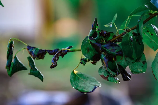 Close-up of a leaf of merry with brown spots caused by fungal diseases — Stock Photo, Image