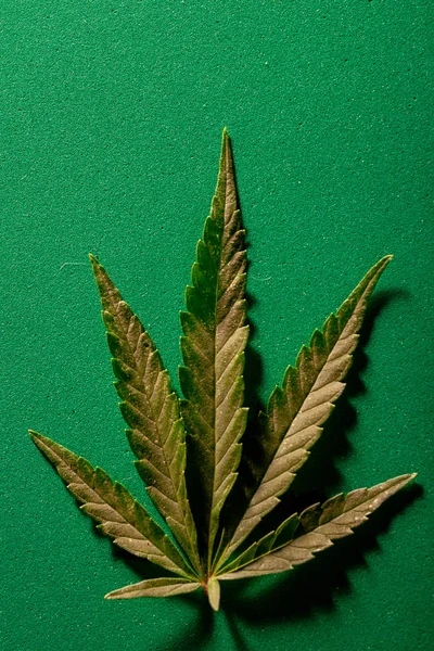 Composição da planta de maconha fresca e folhas — Fotografia de Stock