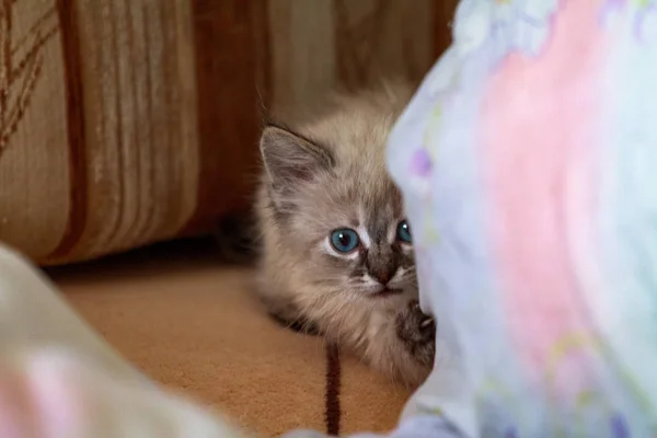 Kätzchen mit blauen Augen auf reflektierendem Hintergrund — Stockfoto