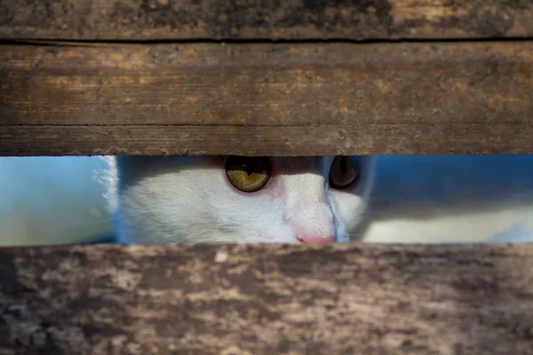 Kedi ahırın kapısından dikizliyor. — Stok fotoğraf