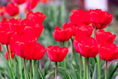 Baharın ilk aylarında kırmızı-turuncu renkli laleler ve bahçede büyük tomurcuklar.