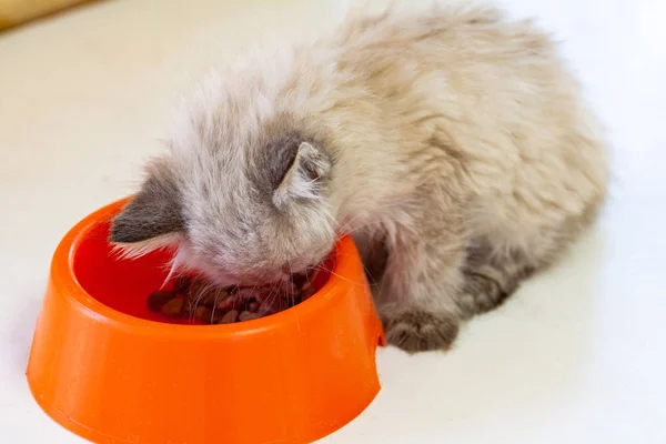 子猫の餌を食べる背景 — ストック写真