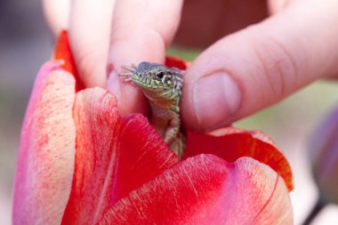 İnsan eli uzun kuyruklu yeşil bir kertenkele tutuyor.