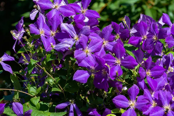 Blooming lilac flowers photo. — 스톡 사진