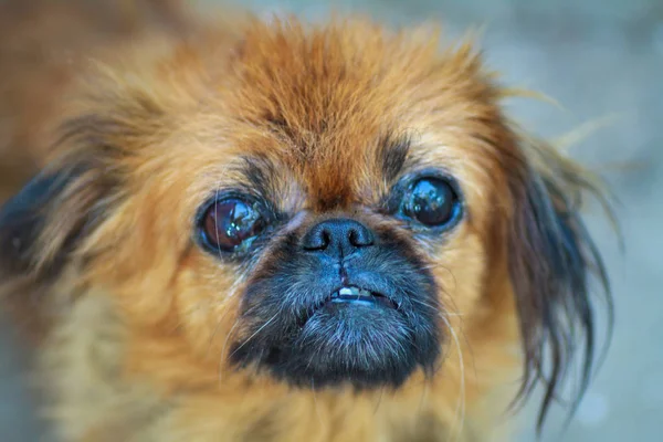 Suçlu Pug kameraya bakıyor.. — Stok fotoğraf