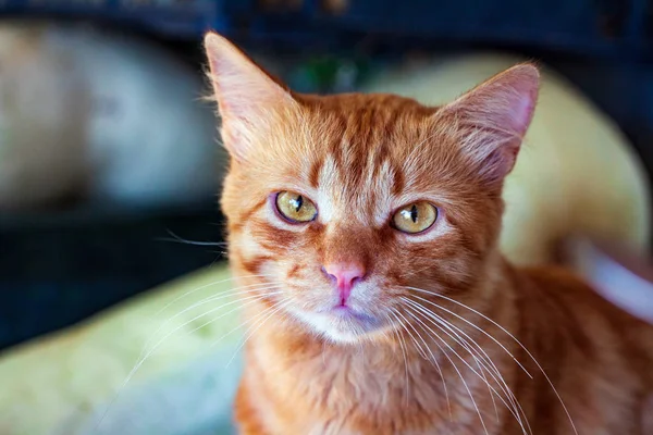 Close-up de um gato vermelho olhando para a câmera — Fotografia de Stock