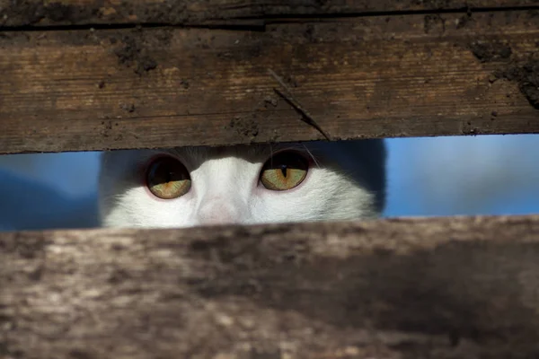 Кішка вдивляється з дверей клуні. — стокове фото