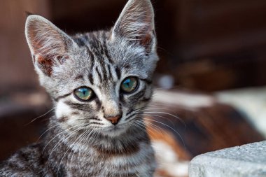 Güzel kaplan renginde sokak kedisi