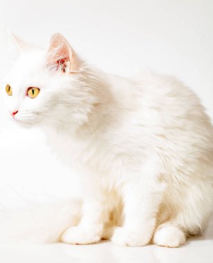 Farklı gözlerle bir sandalyenin üstüne yalan beyaz kedi