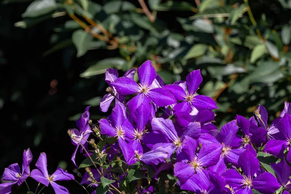 Kvetoucí šeříkové květy fotografie. — Stock fotografie