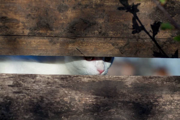 Gato espreitando da porta do celeiro — Fotografia de Stock