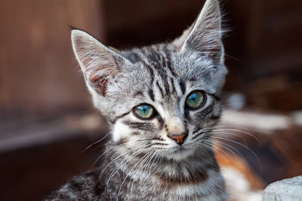 Swollen face kitten from Acetaminophen toxicity — Stock Photo, Image