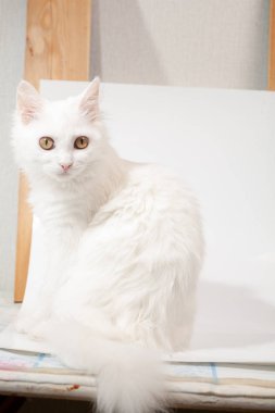 Farklı gözlerle bir sandalyenin üstüne yalan beyaz kedi