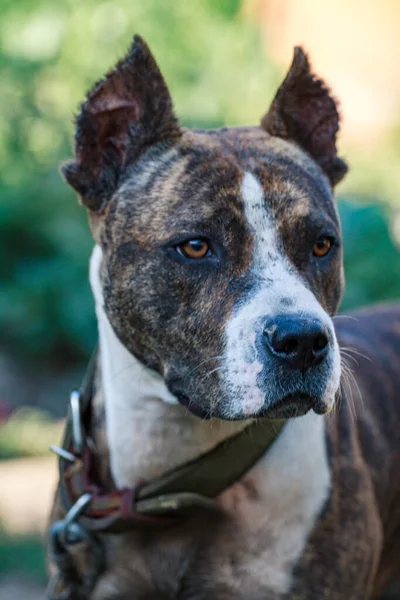 Maul schwarzer Hunde in Großaufnahme — Stockfoto