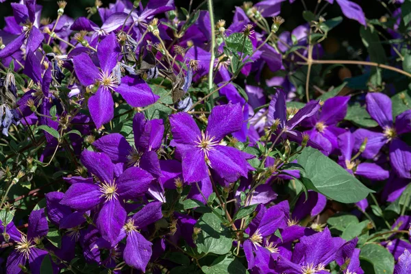 Blooming lilac flowers photo. — 스톡 사진