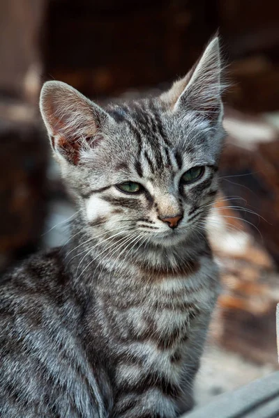 美しい虎の色の通りの子猫 — ストック写真
