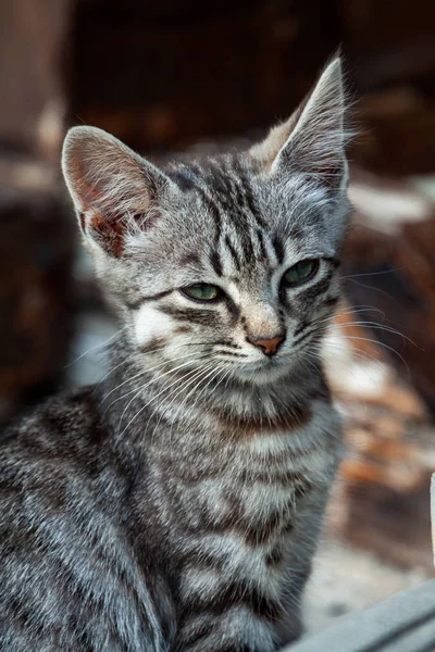 Gatinho de rua de uma bela cor de tigre — Fotografia de Stock