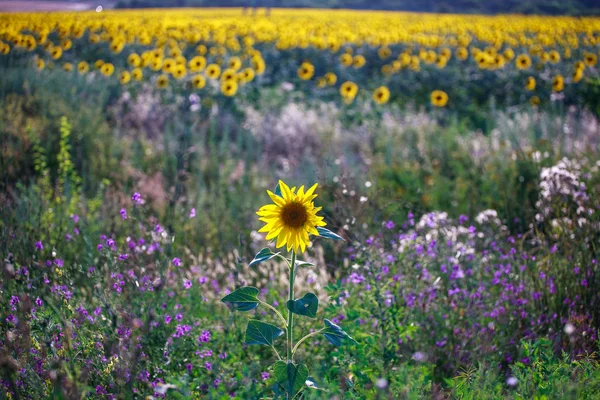 Gros plan d'un beau tournesol dans un champ — Photo