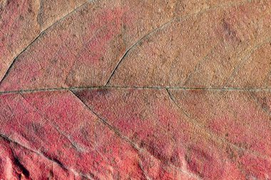 Renkli akçaağaç yaprağını kapat