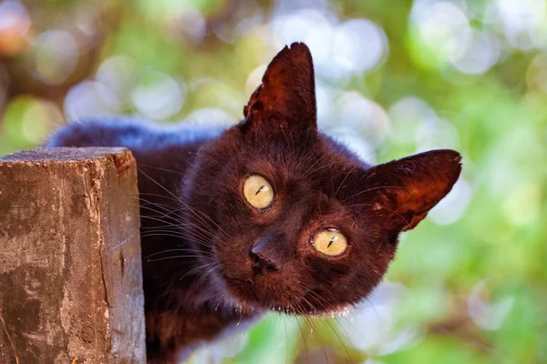 Close-up de um gato preto olhando para a câmera — Fotografia de Stock