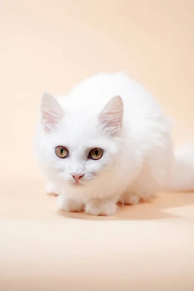 Білий кіт з різними очима лежить на стільці — стокове фото