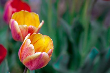 Baharın ilk aylarında kırmızı-turuncu renkli laleler ve bahçede büyük tomurcuklar.