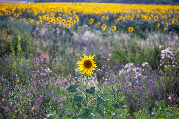 Gros plan d'un beau tournesol dans un champ — Photo